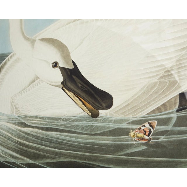 John James Audubon Audubon Trumpeter Swan Plate #82 Oppenheimer Edition For Sale - Image 4 of 12
