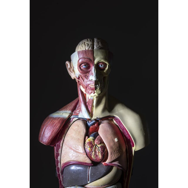 Anatomical Torso Model, East Germany, 1950s For Sale - Image 4 of 9