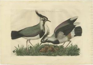 Sepp & Nozeman, Northern Lapwing, 1770, Paper