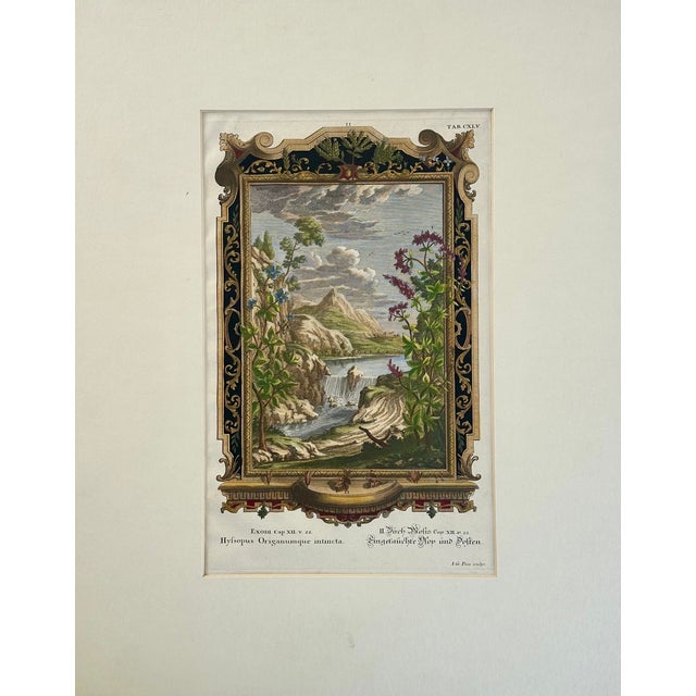 Original copper engraving By Johann Scheuchzer, 1731. (matted size: 16 x 19", print size: 9 1/4 x 14 1/4") Scheuchzer...