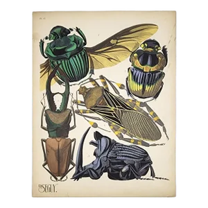 Original Seguy Insect From 1924 Antique Pochoir Plate #15