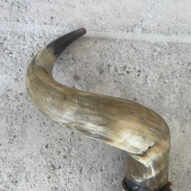 Bone Vintage Bull Horns With Wood & Skin For Sale - Image 7 of 8