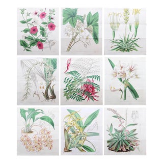 Botanical Prints, 1837, Paper, Set of 9 For Sale