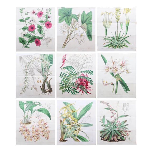 Botanical Prints, 1837, Paper, Set of 9 For Sale