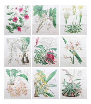 Botanical Prints, 1837, Paper, Set of 9