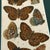 Antique Butterfly Print Gallery Wall Set in Walnut Frames - 9-Piece For Sale In Columbus - Image 6 of 10