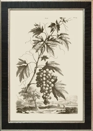 Abraham Munting #59 Grapes; Vitis Virginiana Folis Laciniatis Framed Giclee