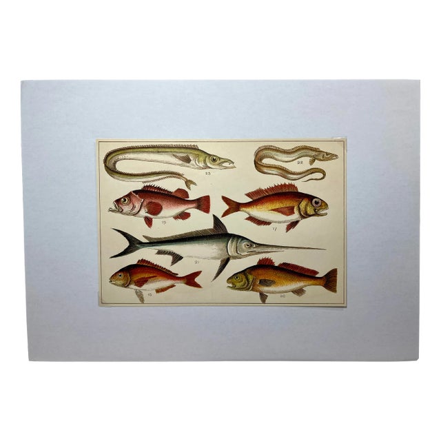 Antique Fish Print From England Featuring a Pandora, Bergylt, Shadow Fish, Swordfish , Hairtail & Scabbard Fish - Circa 1902 For Sale