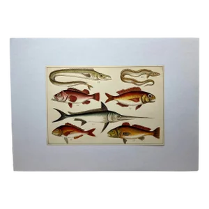 Antique Fish Print From England Featuring a Pandora, Bergylt, Shadow Fish, Swordfish , Hairtail & Scabbard Fish - Circa 1902