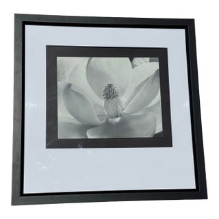 Imogen Cunningham's Iconic 1925 Black & White Photograph "Magnolia Blossom", Framed For Sale