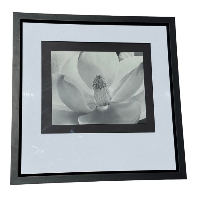 Imogen Cunningham's Iconic 1925 Black & White Photograph "Magnolia Blossom", Framed For Sale