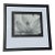 Imogen Cunningham's Iconic 1925 Black & White Photograph "Magnolia Blossom", Framed For Sale