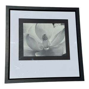 Imogen Cunningham's Iconic 1925 Black & White Photograph "Magnolia Blossom", Framed