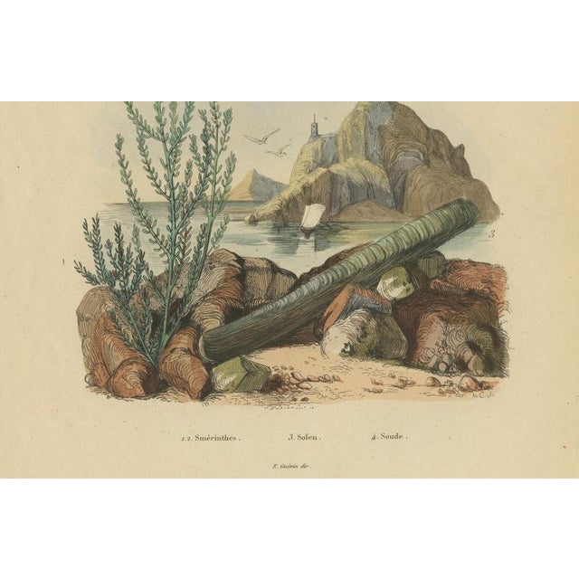 Brown Duméril and Guérin, Sphinx Moth, 1835, Engraving, Set of 2 For Sale - Image 8 of 10
