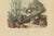 Brown Duméril and Guérin, Sphinx Moth, 1835, Engraving, Set of 2 For Sale - Image 8 of 10