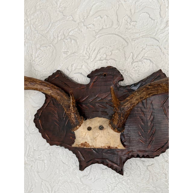 Early 20th Century Black Forest Style Deer Antler Trophy on Carved Shield Plaque For Sale - Image 6 of 7