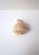 Seashell Natural Tonna Galea, Circa 20th Century For Sale - Image 10 of 11