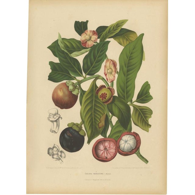 Berthe Hoola van Nooten, Mangosteen, 1880, Chromolithograph For Sale - Image 9 of 9