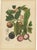 Berthe Hoola van Nooten, Mangosteen, 1880, Chromolithograph For Sale - Image 9 of 9