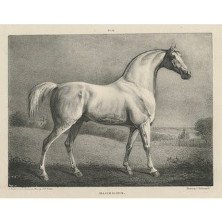 After Chalon, Mambrino Thoroughbred Horse Portrait, 1840, Lithograph For Sale