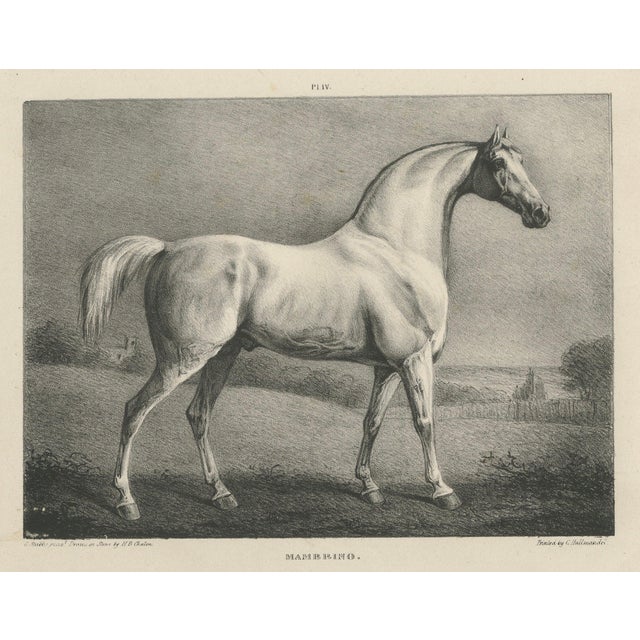 After Chalon, Mambrino Thoroughbred Horse Portrait, 1840, Lithograph For Sale