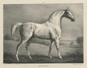 After Chalon, Mambrino Thoroughbred Horse Portrait, 1840, Lithograph