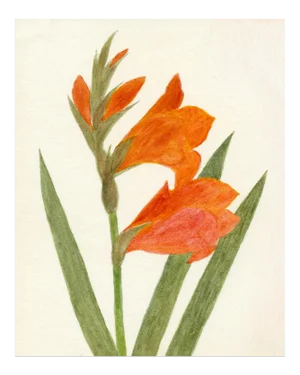 Hubbard Flower, Small: 8178 Artwork, Unframed Artwork