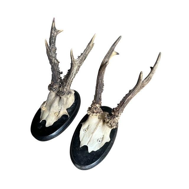 Cabin Pair of 1950s Roe Deer Trophies 899 Black Forest Antlers For Sale - Image 3 of 5