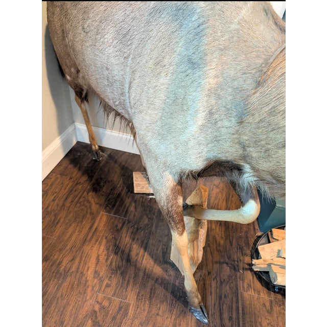 Incredible full body of African antelope taxidermy Perfect for lodge or trophy room