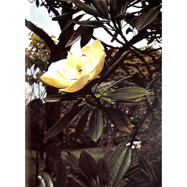 "Flowers in History" 1970 Coats, Peter For Sale In New York - Image 6 of 12