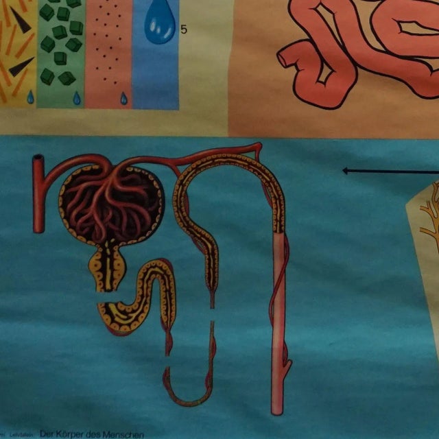 Human Metabolism Body Excretion Water Balance Medical Wall Chart For Sale - Image 4 of 7