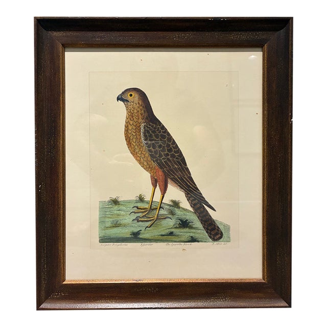 Late 20th Century Antique-Style Sparrow Hawk Hand-Colored Natural History Bird Print, Framed For Sale