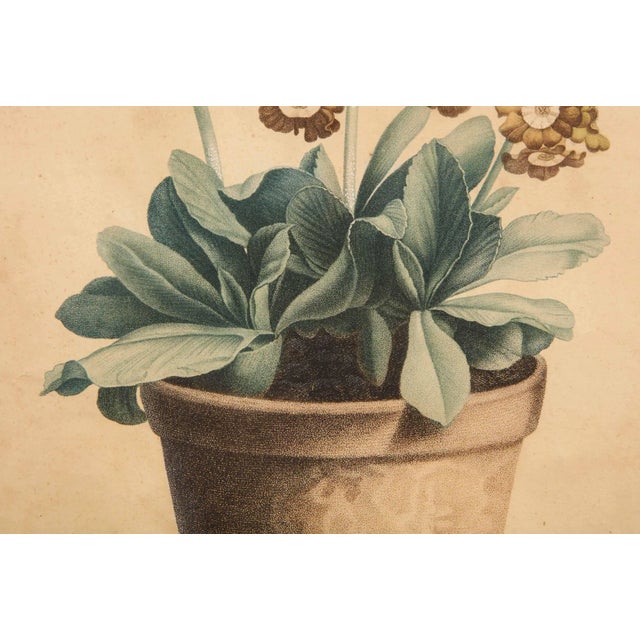 Green Early 19th Century Potted Auricula Engraving by Jean-Louis Prévost in Pine Frame For Sale - Image 8 of 10