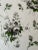 Traditional Lisa Fine Textiles Arabella Cotton Chintz Fabric in Forest Mist 4 Yards For Sale - Image 3 of 7
