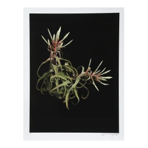 Wild Green Plants, Jonathan Singer, Photography