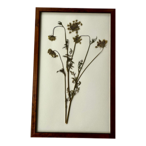 Pressed Queen Anne's Lace Herbarium Framed in Burl Wood