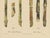 Sugarcane, 1892, Paper For Sale - Image 4 of 10