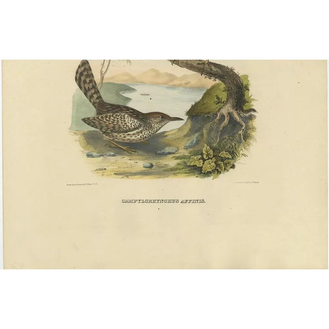 Two Allied Wrens, 1869, Print For Sale - Image 4 of 8