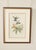 Quality Custom Framed Print of Sternoclyta Cyaneipectus, Violet-Chested Hummingbirds, By J. Gould and H.C. Richter,...