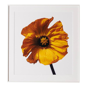 Yellow Iceland Poppy, Framed Photograph, 41 x 44