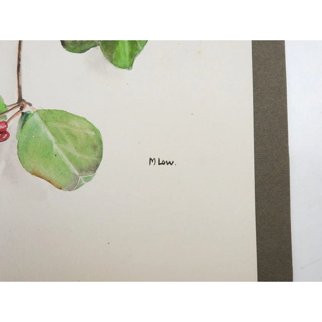Vintage Botanical Berries Watercolor Paintings - a Pair For Sale - Image 4 of 6
