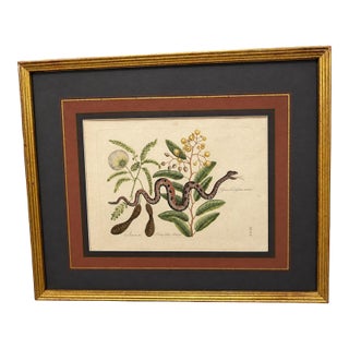 Mark Catesby, the Small Rattle-Snake, Plate 42 - 18th C 'Vipera Caudisona Minor' For Sale