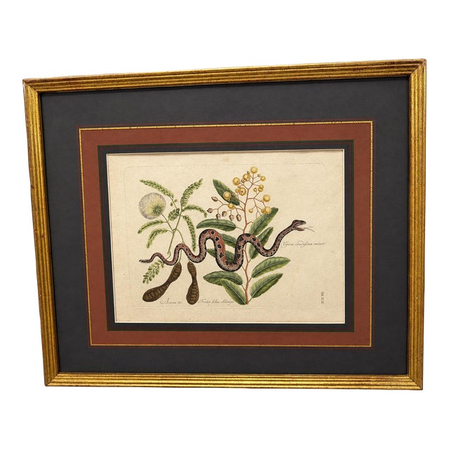 Mark Catesby, the Small Rattle-Snake, Plate 42 - 18th C 'Vipera Caudisona Minor' For Sale