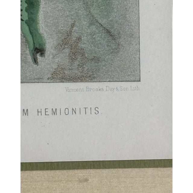 Antique Botanical Print Tropical Ferns by James Britten 1880 in Burlwood Frame For Sale In San Diego - Image 6 of 8