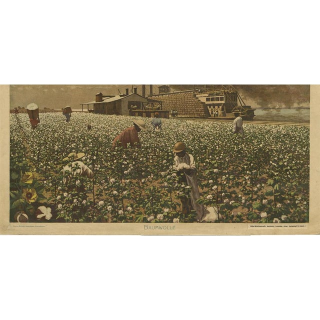 F.E. Wachsmuth, Schoolplate of a Cotton Field, 1900, Paper For Sale - Image 6 of 7