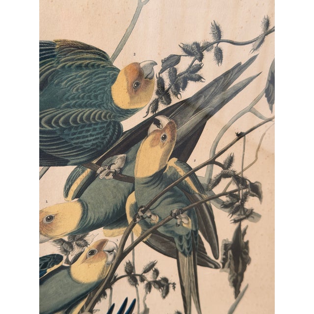 Wood Framed Audubon Carolina Parrot Reproduction in Antique Painted Frame For Sale - Image 7 of 12