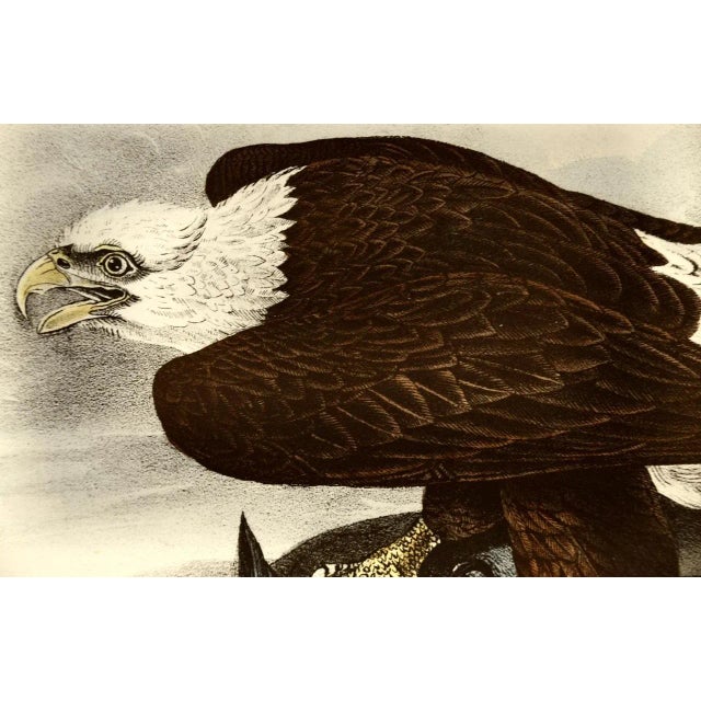 Audubon "Bald Eagle", an Original Audubon Hand-Colored First Edition Lithograph, 1840 For Sale - Image 4 of 5