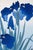 Vintage Japanese botanical artwork depicting deep blue iris flowers rendered in flowing, layered forms, originally...