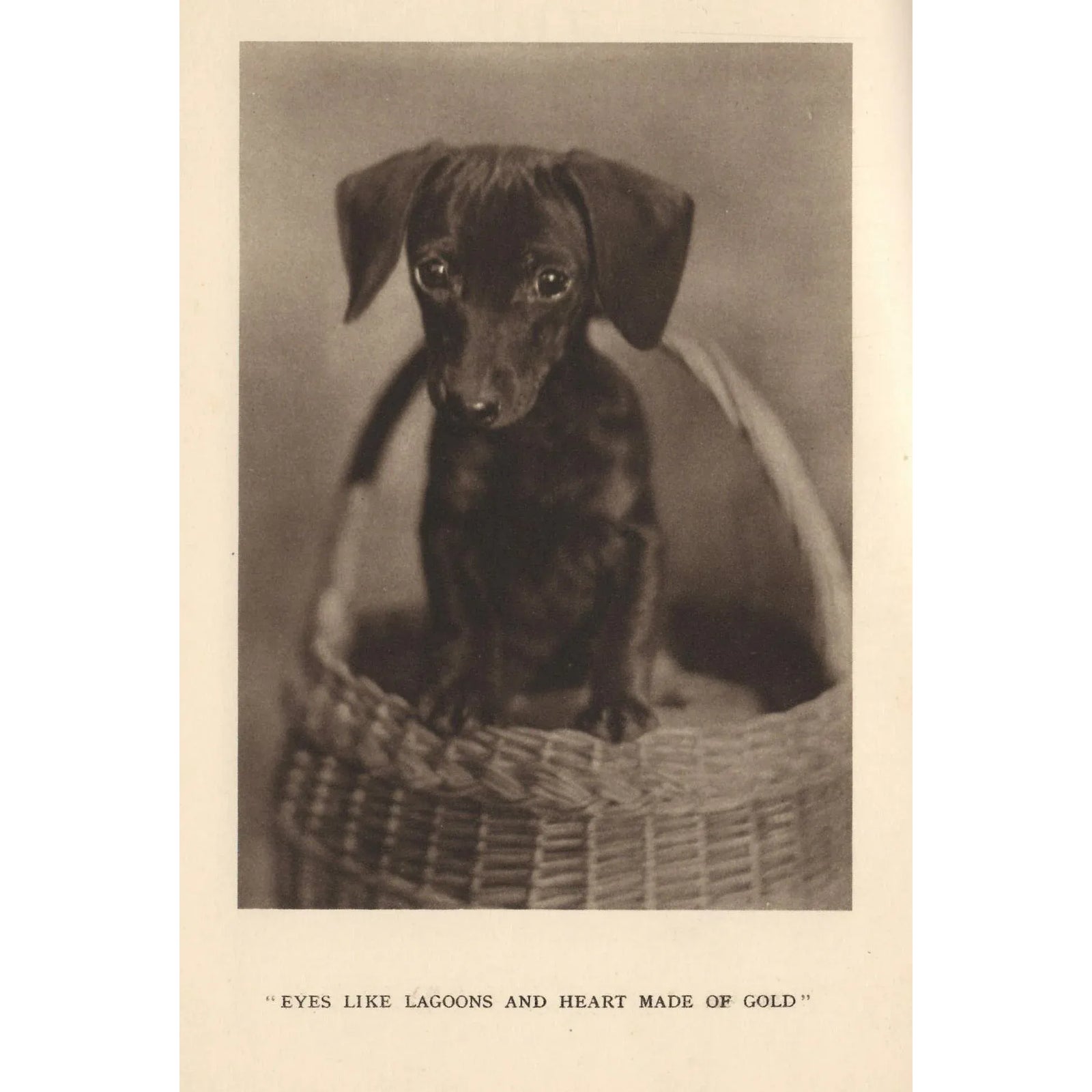 Vintage Original Dachshund Puppy Print | Chairish