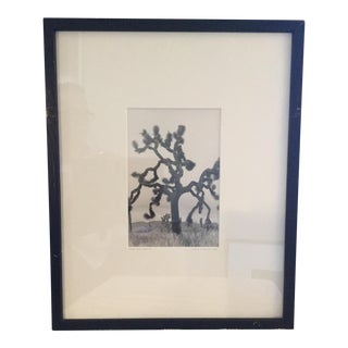 "Joshua Tree" #91 Photograph, 1984 For Sale